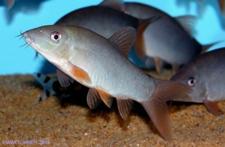 Botia modesta